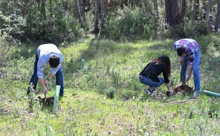 Dia Internacional das Florestas assinalado em Loul&eacute; com entrega e planta&ccedil;&atilde;o de &aacute;rvores e plantas arom&aacute;ticas 