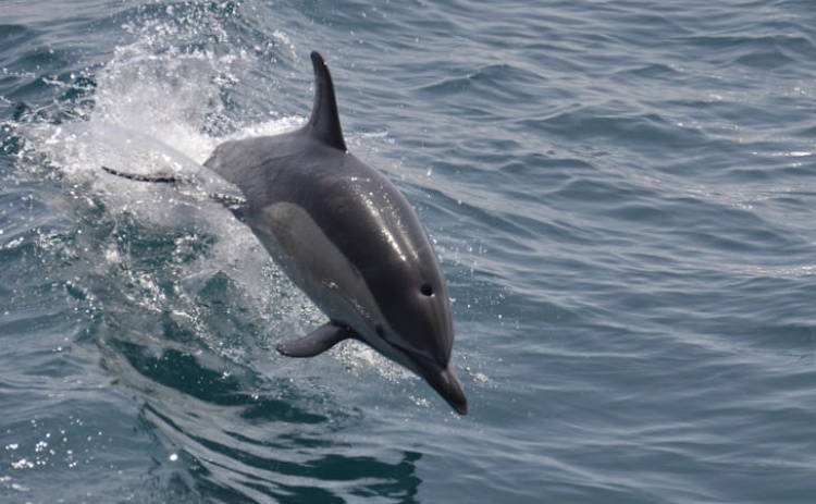 Parte significativa dos arrojamentos de cet&aacute;ceos no Algarve tem liga&ccedil;&atilde;o &agrave; pesca