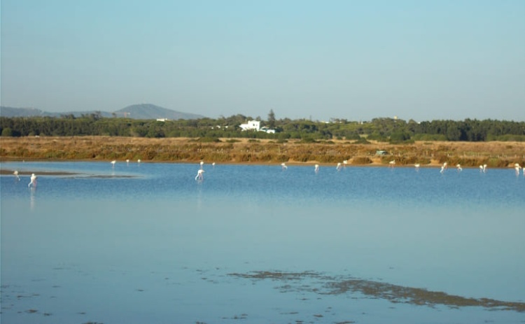 Semana da Ria Formosa promove atividades educativas de 17 a 24 de abril