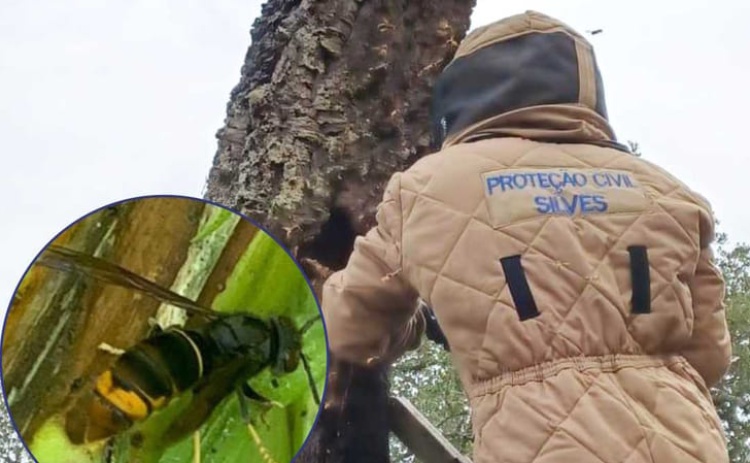 Autarquia de Silves toma medidas para monitorizar presen&ccedil;a da vespa asi&aacute;tica no concelho