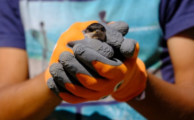 S&atilde;o Br&aacute;s de Alportel d&aacute; continuidade ao projeto de alojamento local para aves