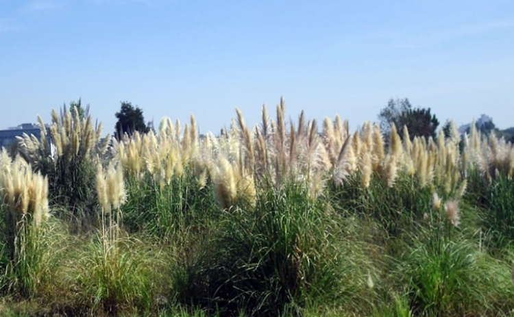 Munic&iacute;pios algarvios querem combater planta invasora erva-das-pampas