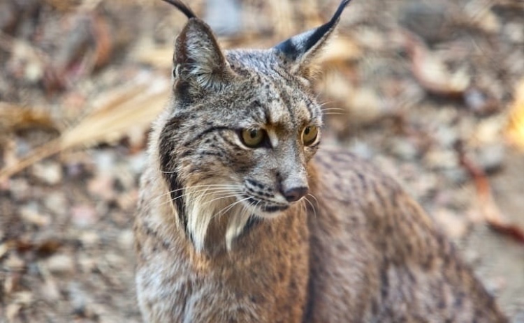 Livre questiona Governo sobre mudan&ccedil;a na equipa do lince ib&eacute;rico em Silves