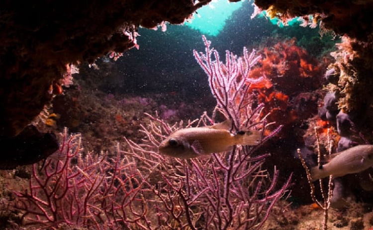 Arma&ccedil;&atilde;o de P&ecirc;ra recebe 3.&ordf; Confer&ecirc;ncia do Mar