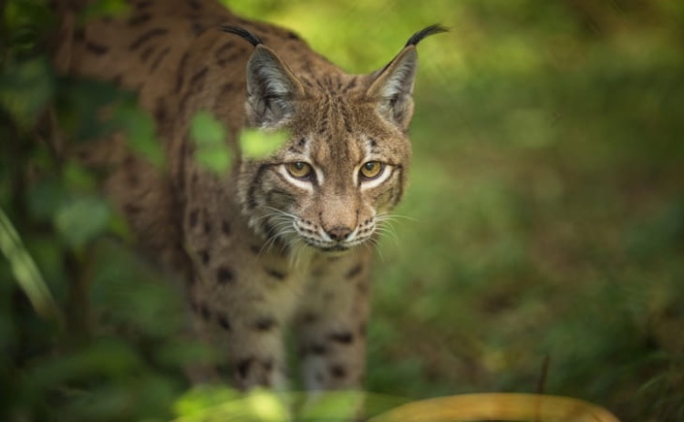 PS quer garantias para a estabilidade do Centro Nacional de Reprodu&ccedil;&atilde;o do Lince-Ib&eacute;rico