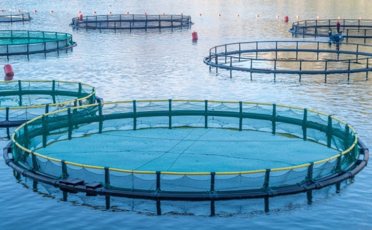 CCMAR apresenta plataforma que refor&ccedil;a compet&ecirc;ncias dos profissionais do setor da aquacultura