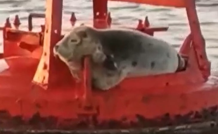 Foca dos mares do norte avistada na Ria Formosa