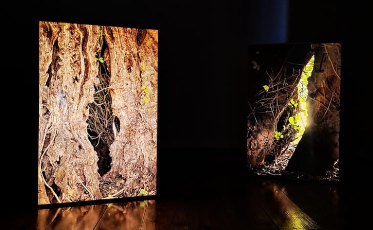 Museu Municipal de Tavira promove visitas orientadas &agrave; exposi&ccedil;&atilde;o &ldquo;Uma &Aacute;rvore&rdquo;