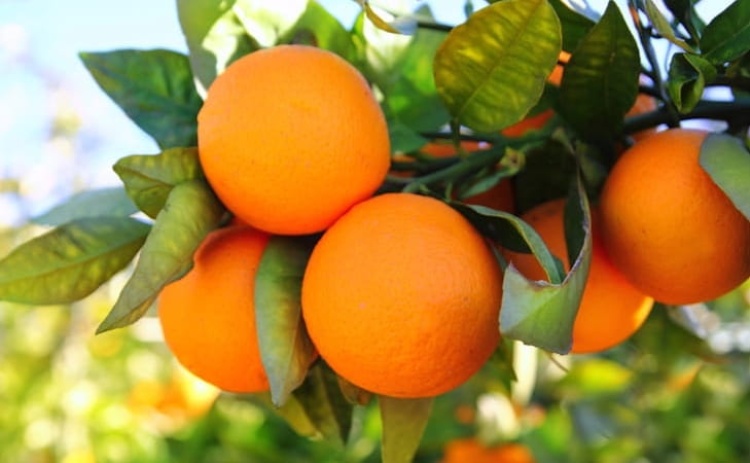 PSD Algarve quer refor&ccedil;o policial contra furtos organizados de laranja na regi&atilde;o 