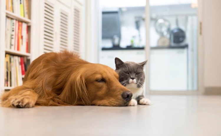 Como podem reagir c&atilde;es e gatos ao eclipse solar de 12 de agosto?