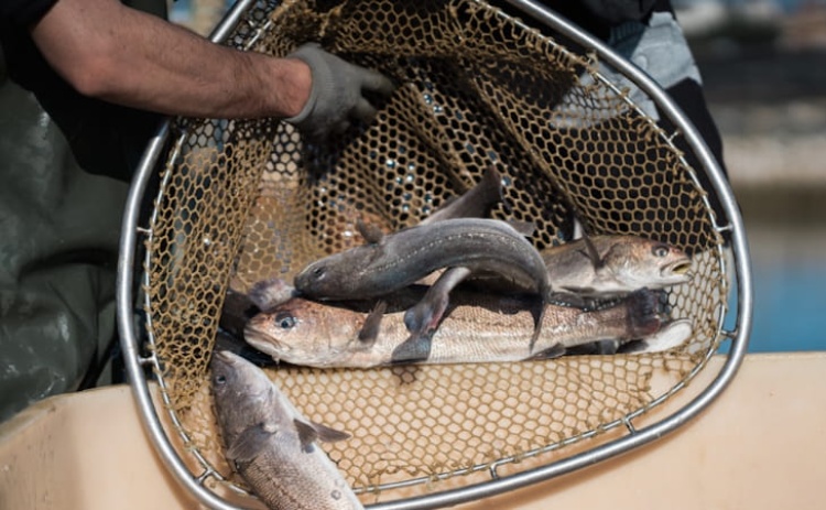 Esta&ccedil;&atilde;o Piloto de Piscicultura de Olh&atilde;o abre portas ao p&uacute;blico para atividade 