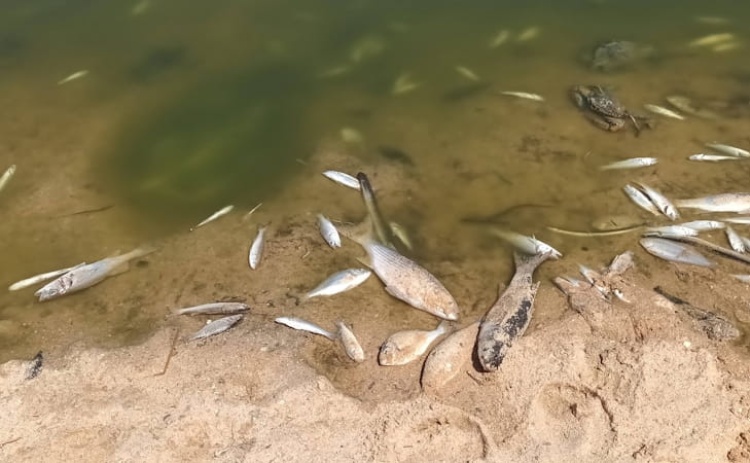 Baixo n&iacute;vel de oxig&eacute;nio provoca morte de peixes na Ribeira de Alcantarilha