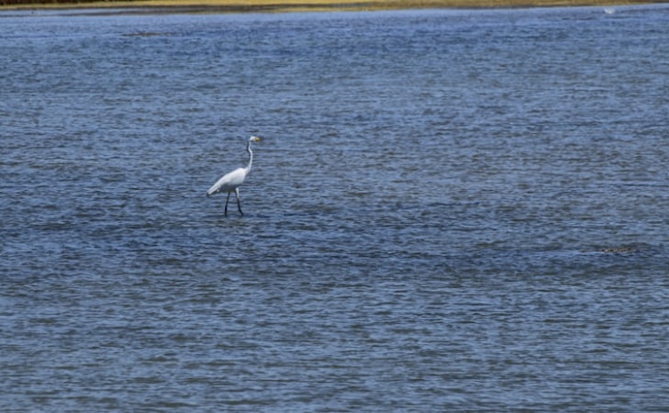 Associa&ccedil;&otilde;es defendem que Lagoa dos Salgados deve ser reserva natural