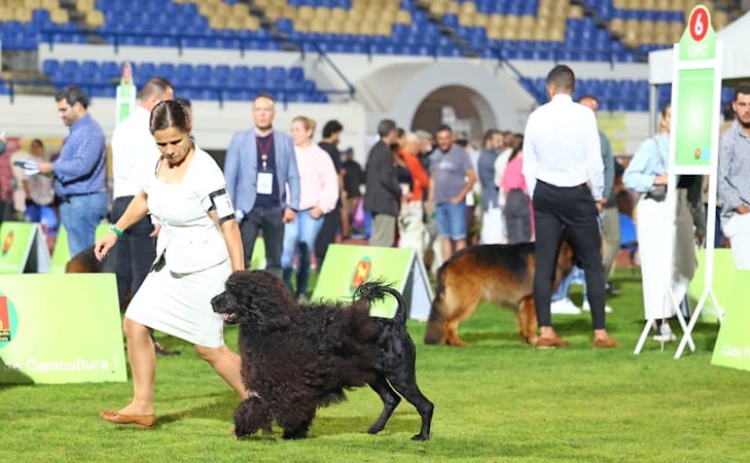 Entre hoje e amanh&atilde;, Lagos &eacute; palco de exposi&ccedil;&otilde;es caninas