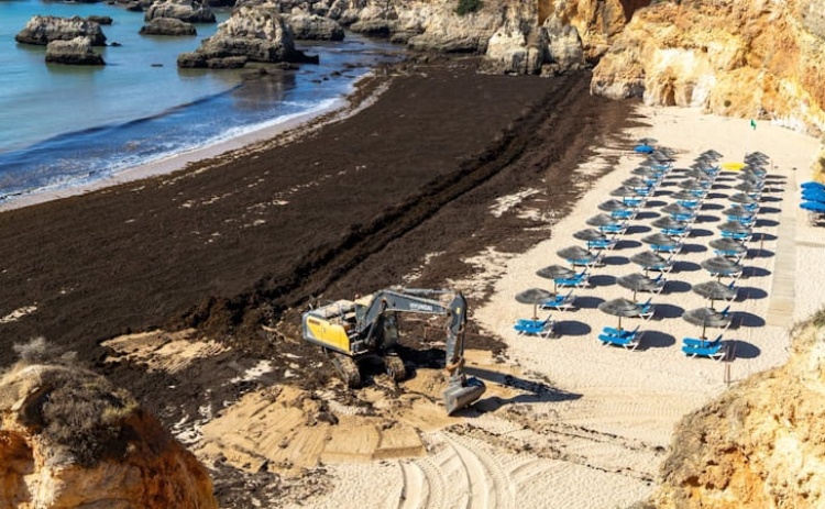 Grandes quantidades de algas est&atilde;o a ser removidas em praia de Portim&atilde;o