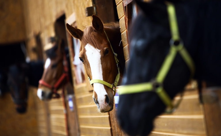 Marina de Albufeira recebe 2&ordf; edi&ccedil;&atilde;o da Feira Equestre do Sul