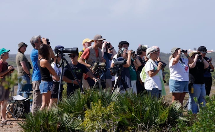 Festival de Observa&ccedil;&atilde;o de Aves de Sagres atraiu 1.568 participantes de 30 nacionalidades