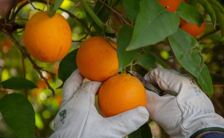 Frusoal investe 515 mil euros em laborat&oacute;rio para estudar praga que amea&ccedil;a citrinos no Algarve