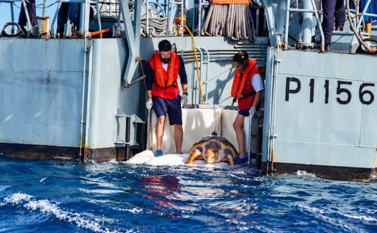 Tartaruga devolvida ao mar do Algarve ap&oacute;s 20 anos em recupera&ccedil;&atilde;o 