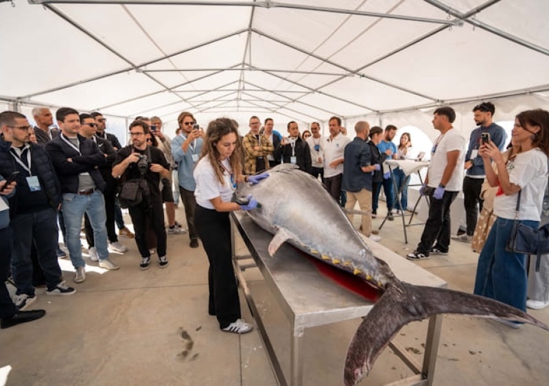 Olh&atilde;o recebeu primeiro leil&atilde;o de atum rabilho em Portugal 