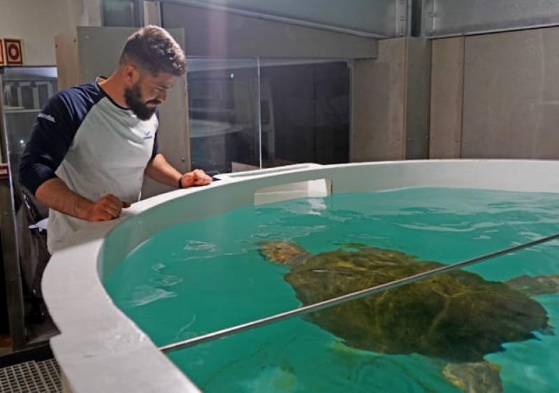 Novo Porto d'Abrigo do Zoomarine recebeu tartaruga de 120 kg 