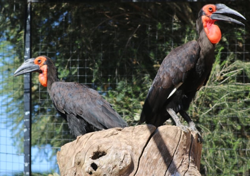 Zoo de Lagos regista primeiro nascimento de um calau-terrestre em Portugal