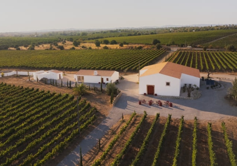 Programa &ldquo;Cabaz da Terra&rdquo; promove visita dedicada aos vinhos do concelho de Tavira 
