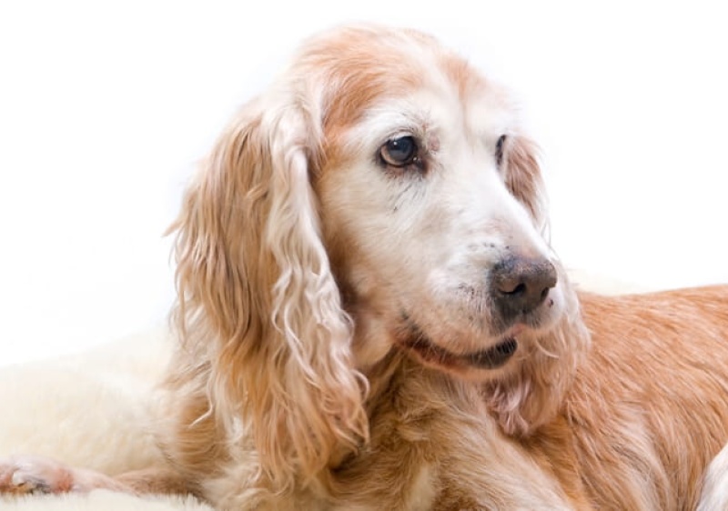 Loul&eacute; abre concurso para o c&atilde;o mais idoso do concelho