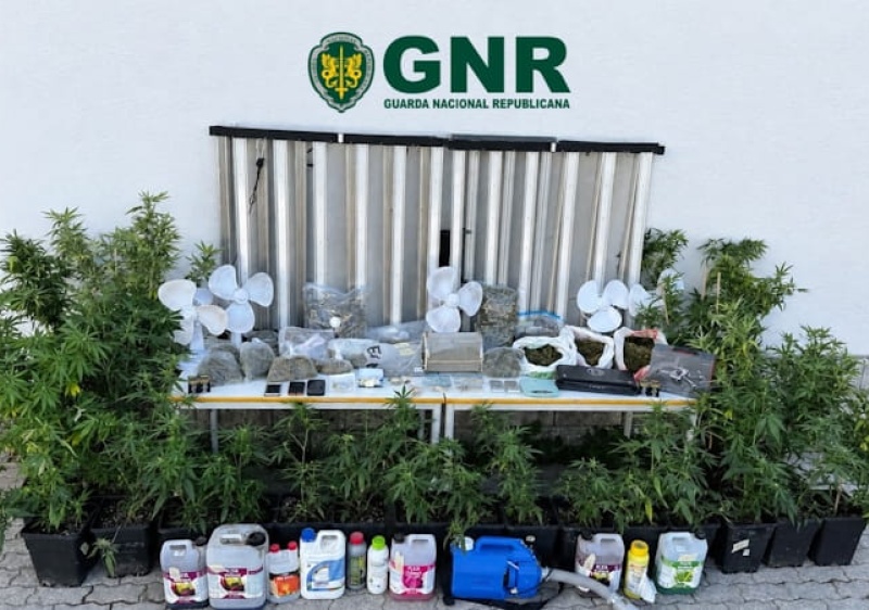 GNR desmantela estrutura de produ&ccedil;&atilde;o de can&aacute;bis e det&eacute;m tr&ecirc;s pessoas em Tavira